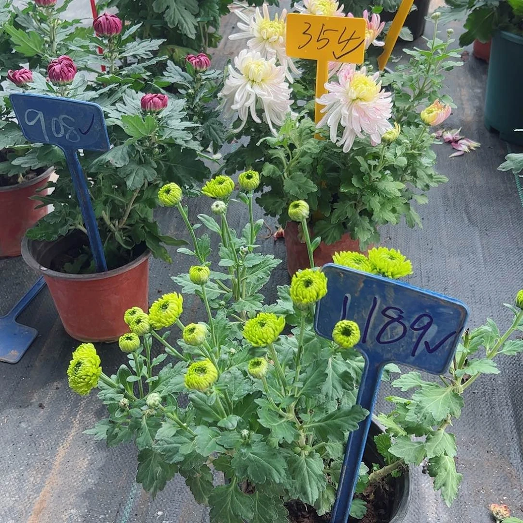 完全开放1189号绿色