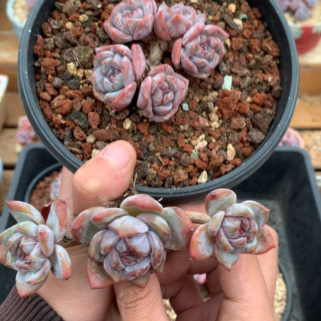 小***朱A0648 星影2颗 有砍 7cm