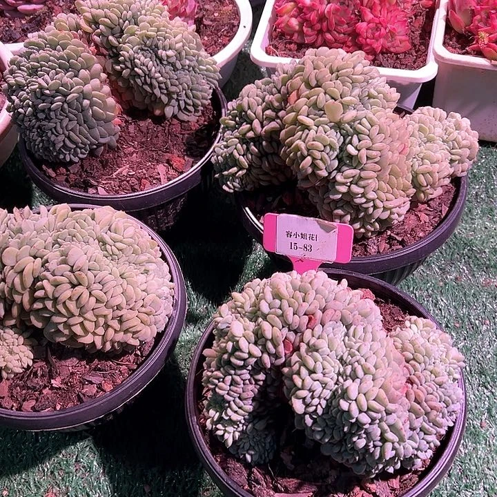 15.83白胖子醉带盆一个