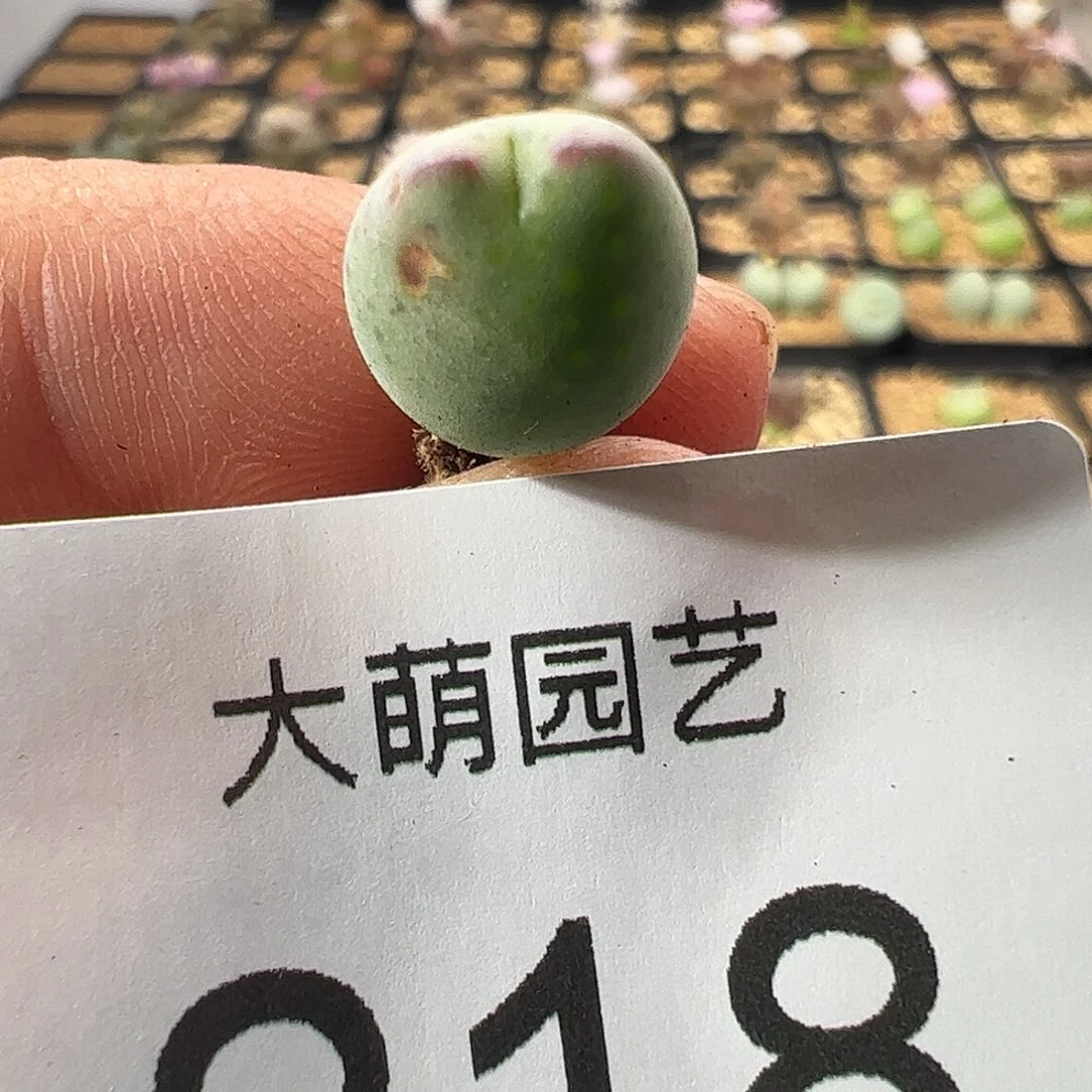 一物一拍正版白花大枪。  218