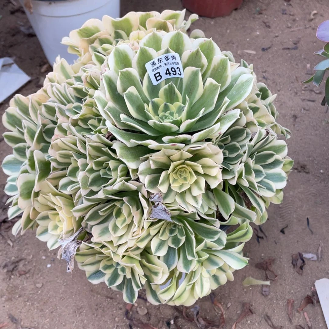 493绿豆多肉法师断枝不包