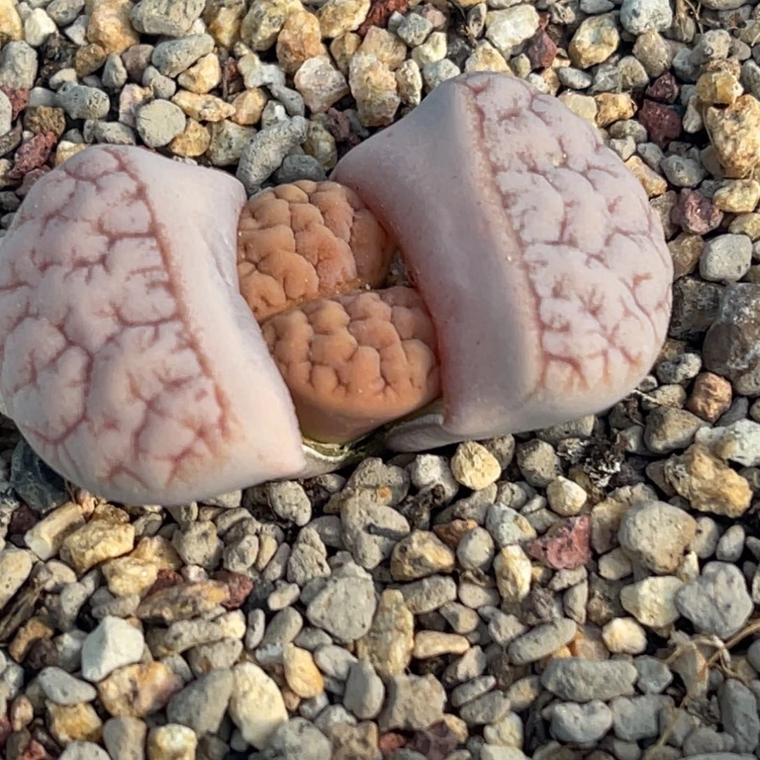 7806粉色脑纹荒一颗