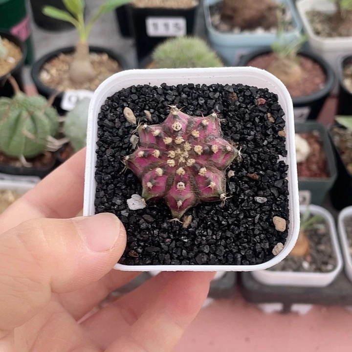 055实生泰系海神牡丹