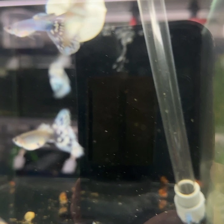 孔雀鱼新加蓝马赛克一缸