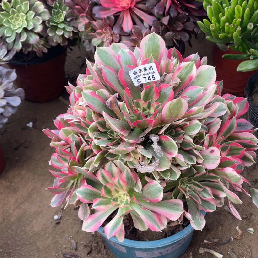 745粉女巫多肉法师断枝不包