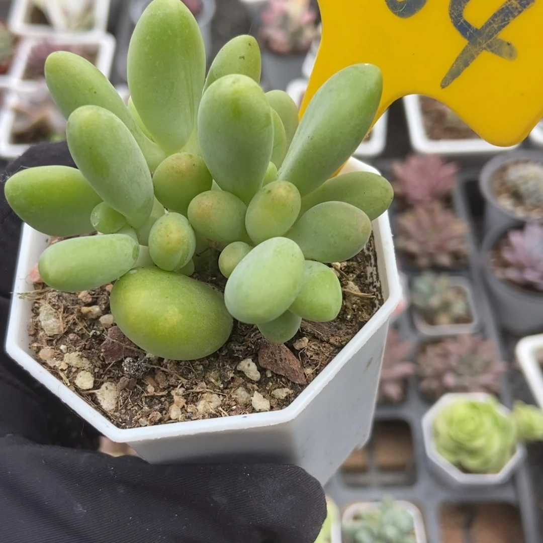 864芒果奶多肉植物保护