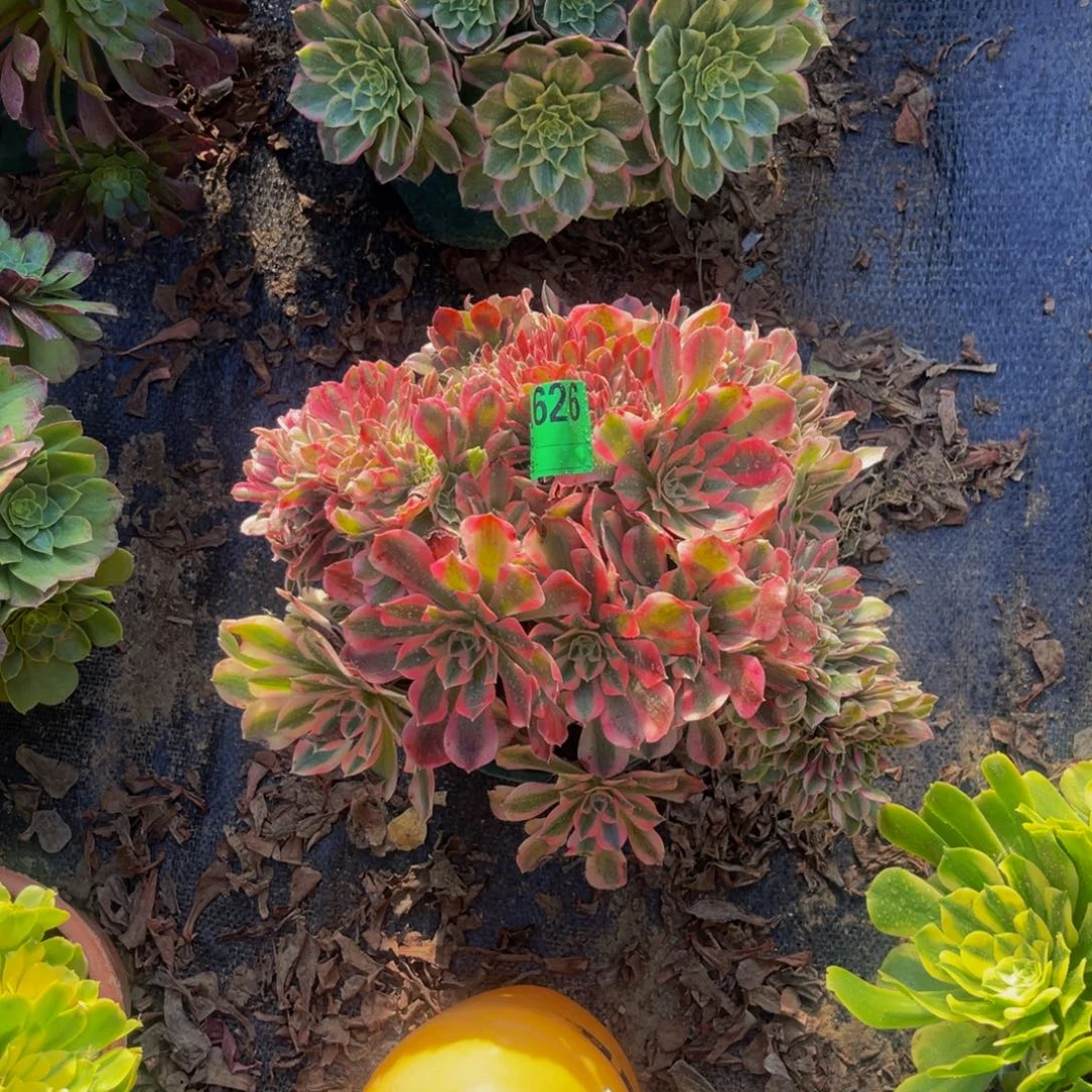 粉女郎缀化法师1-23