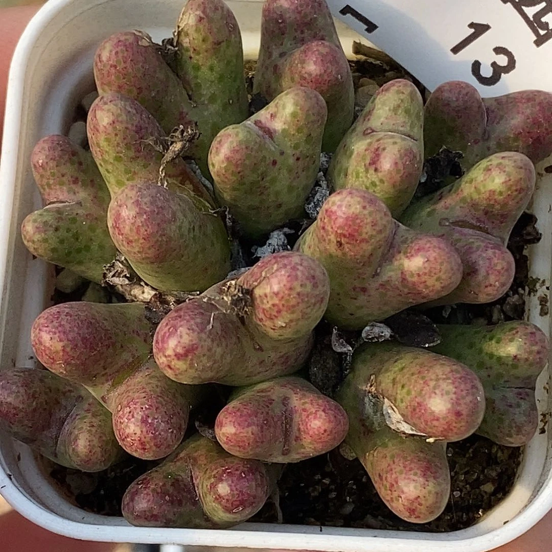 102-13-斑马88折。