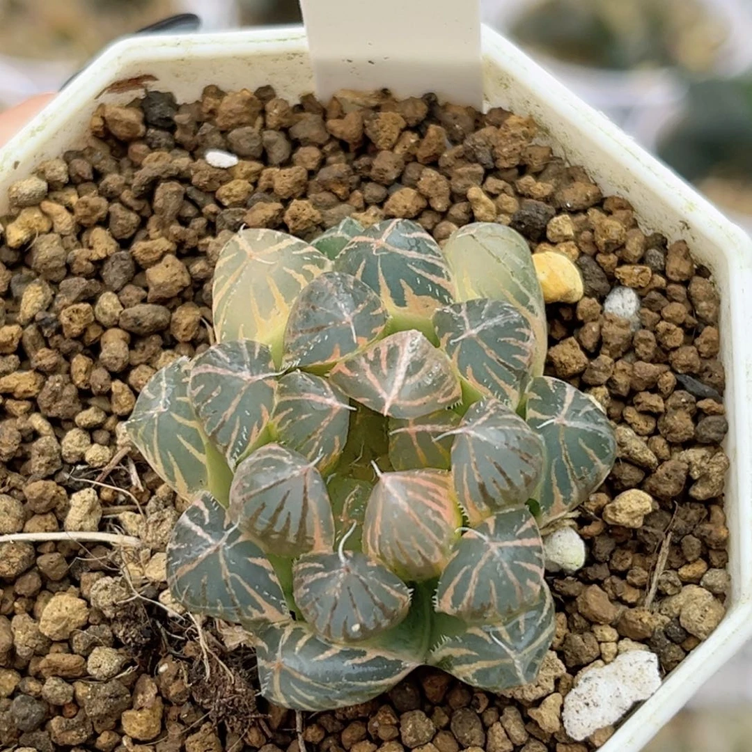 61糊斑霓虹灯玉露锦福利专场