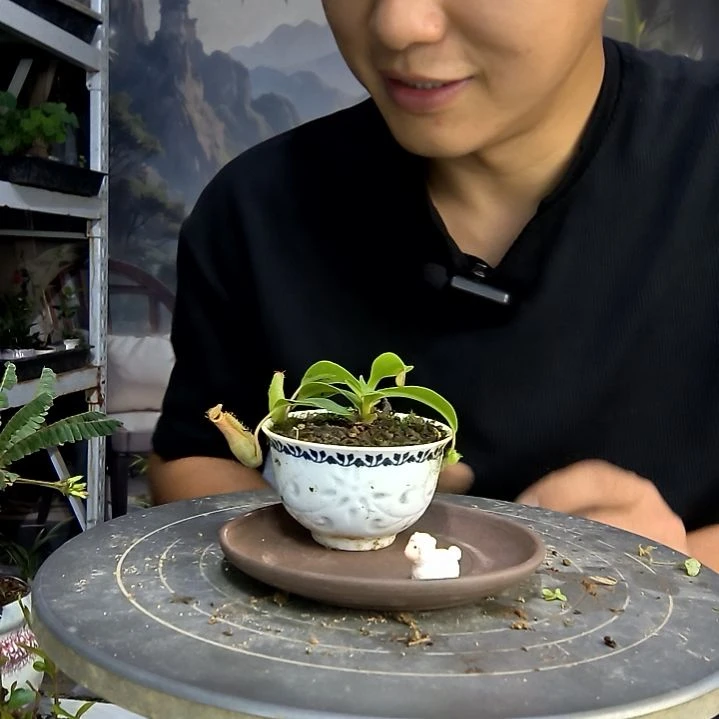 ?****?中青园艺一物一拍178