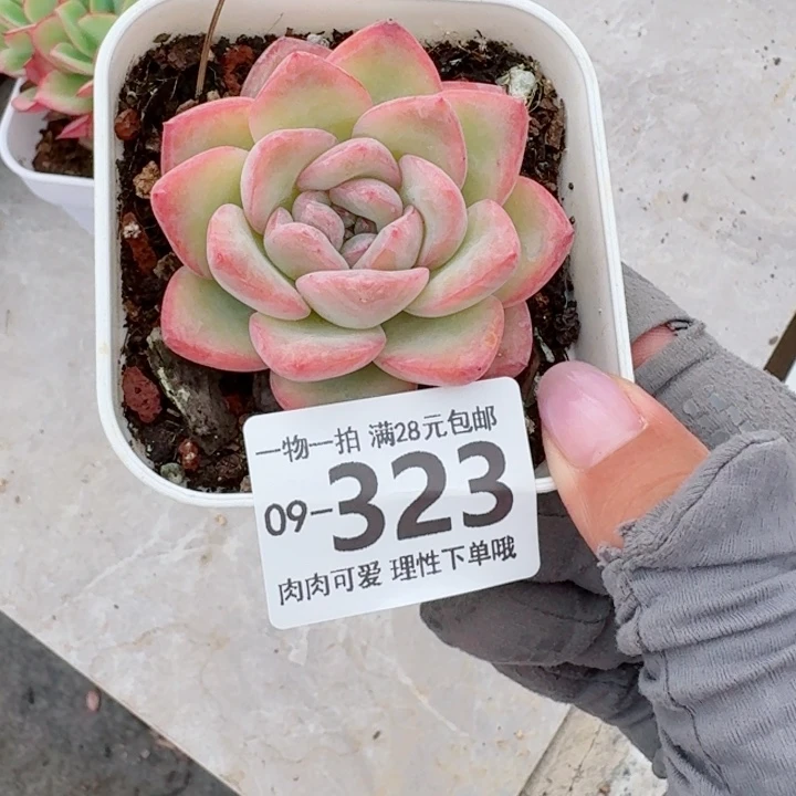 泡芙多肉无盆土发货多肉多