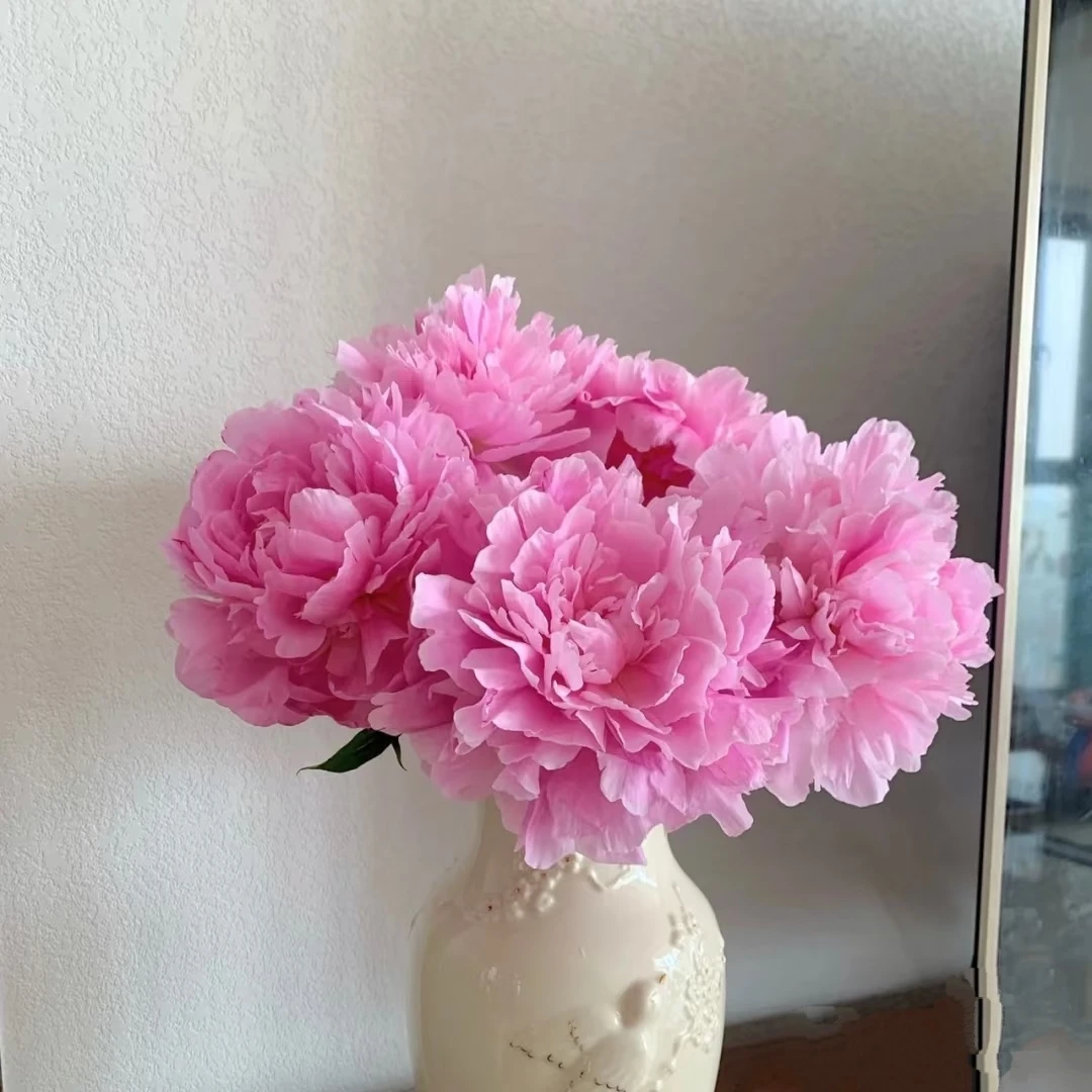 花鲜祉 【芍药粉色10枝/扎】 今天拍明天送到家 芍药次日达 云南基地直发