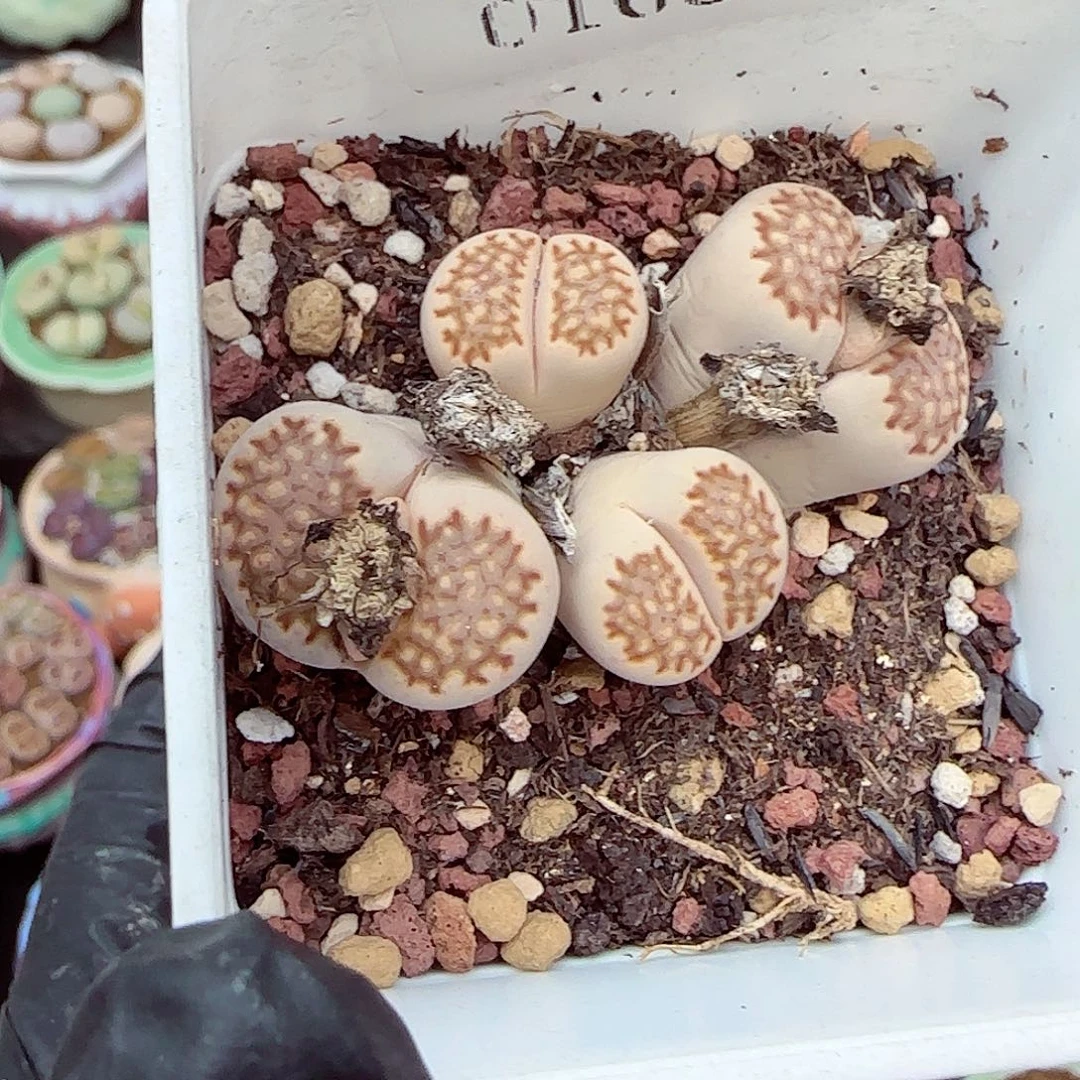 生石花满18包邮0103-77