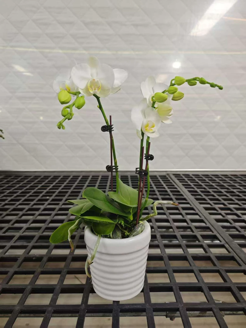 高品白色蝴蝶兰【阿玛】带花剑带花苞四季开花室内好养盆栽