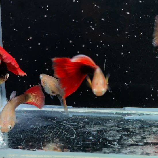 分***员孔雀鱼黄化红礼服三对