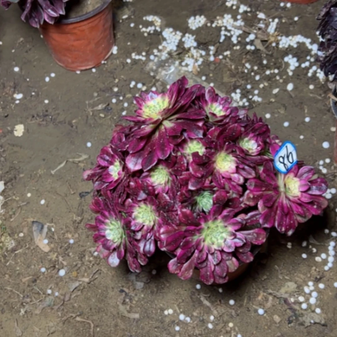 【闪购商品】木*多肉植物舞天姬86