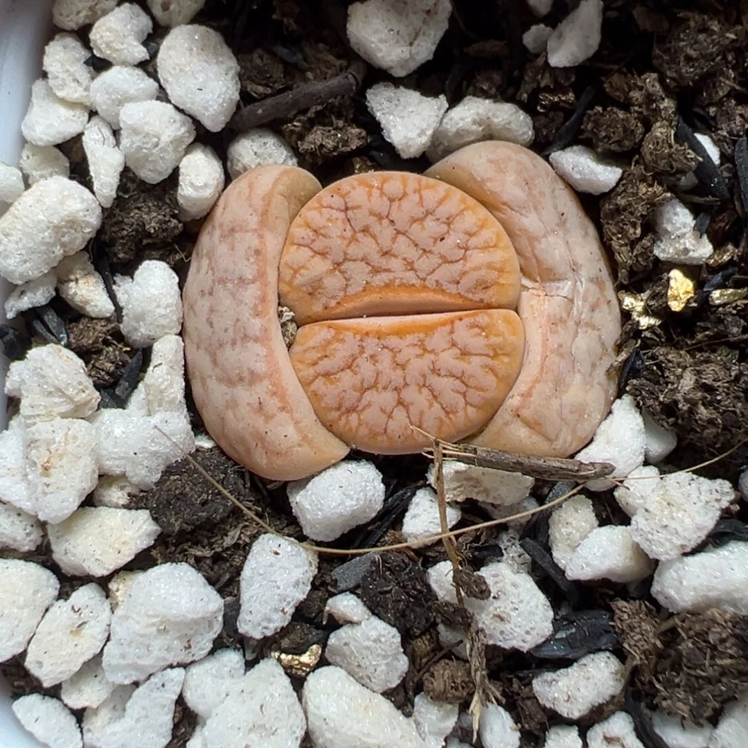 【闪购商品】639……