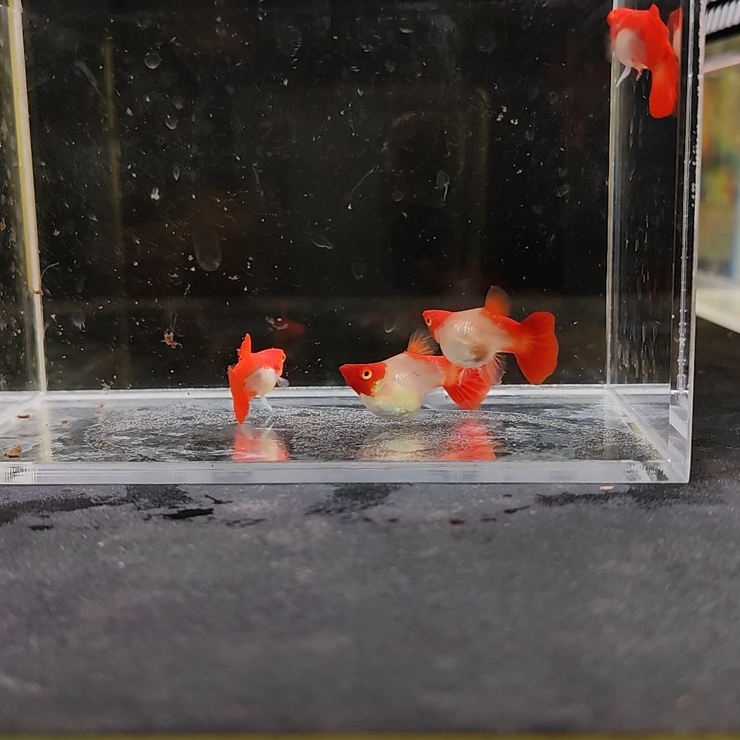 孔雀鱼编号47红头球