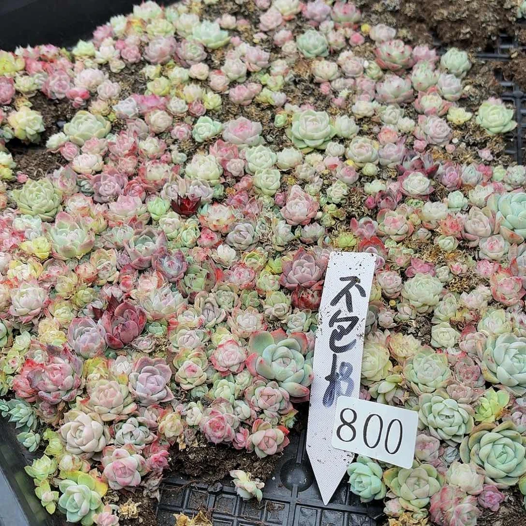 多肉植物多肉植物800