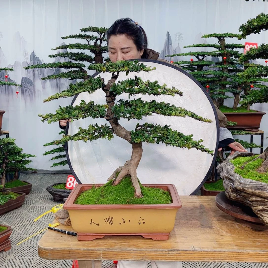 秦*罗汉松盆景造型艺术作品