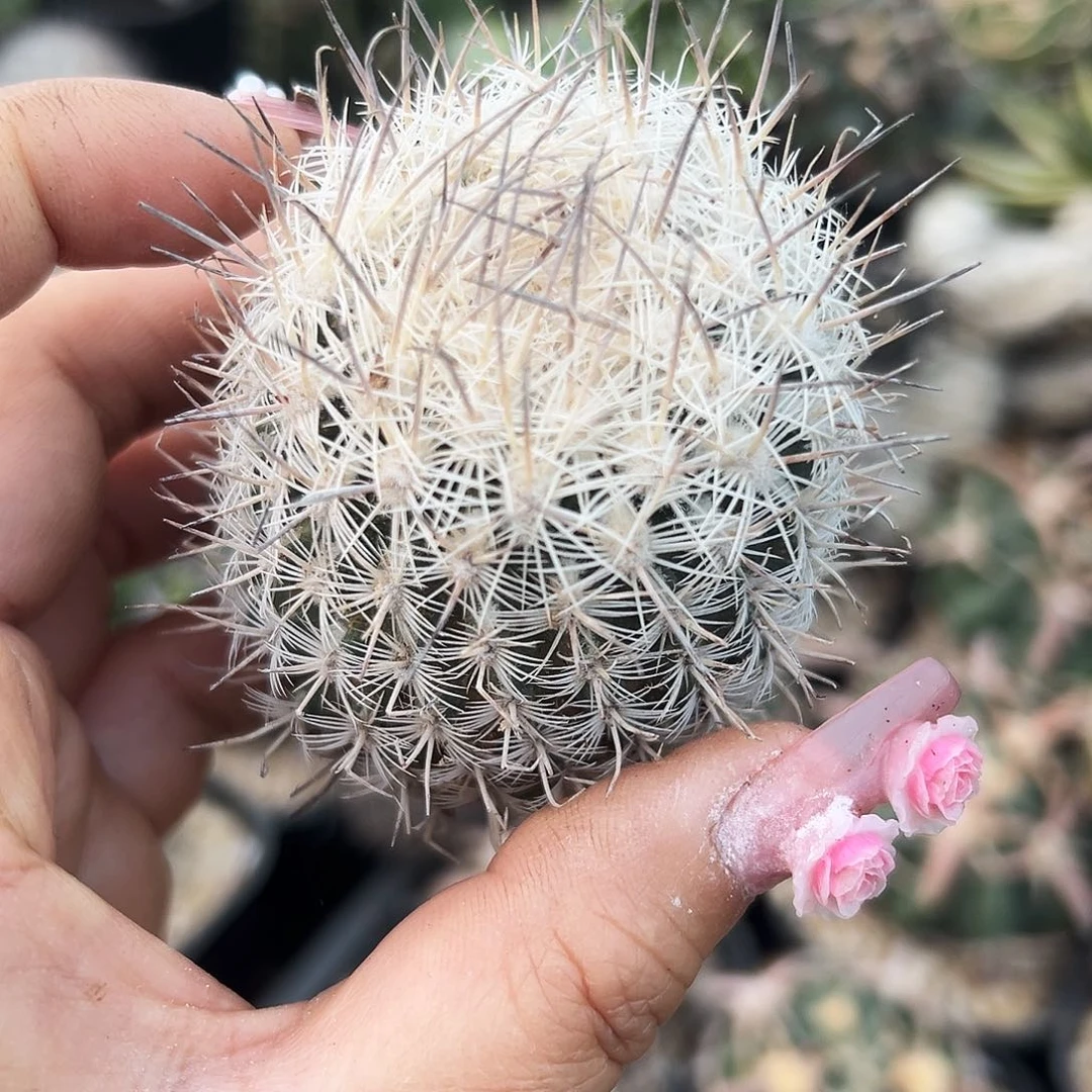 藤荣丸有根仙人球666666666