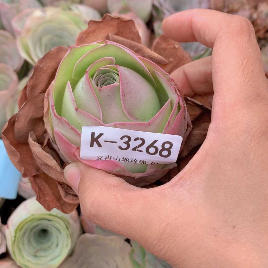 3268濒危黄金帕g g h g g v