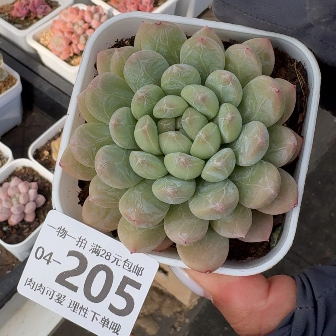 百达翡翠无盆土发货无