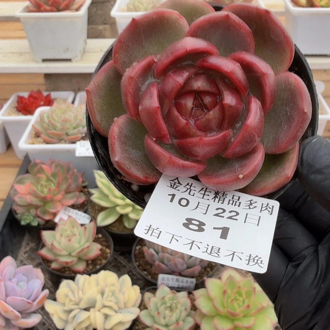 1022-81般若珍妮单头