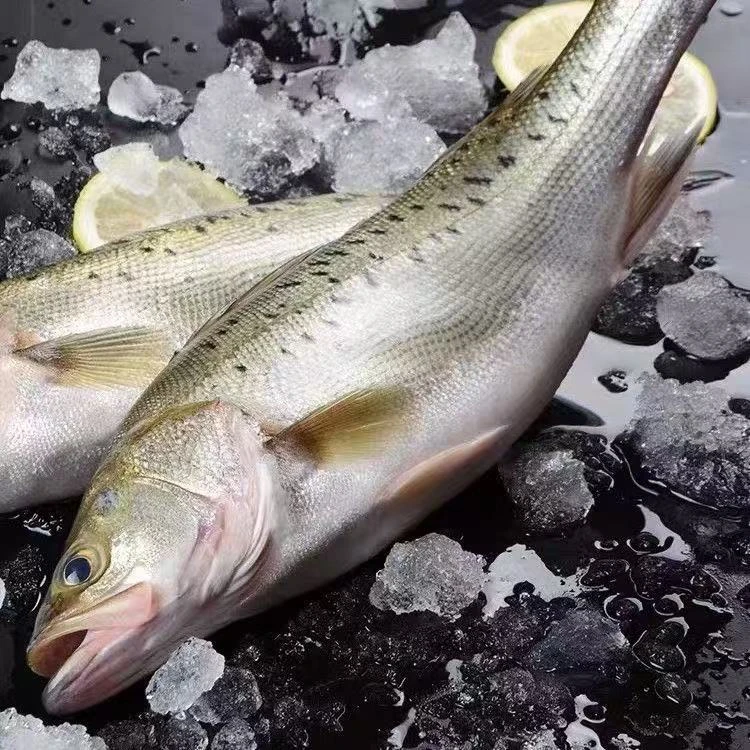 整条深海鲈鱼1.1-1.3斤/条不处理不杀码头货 当天捕捞顺丰冷链