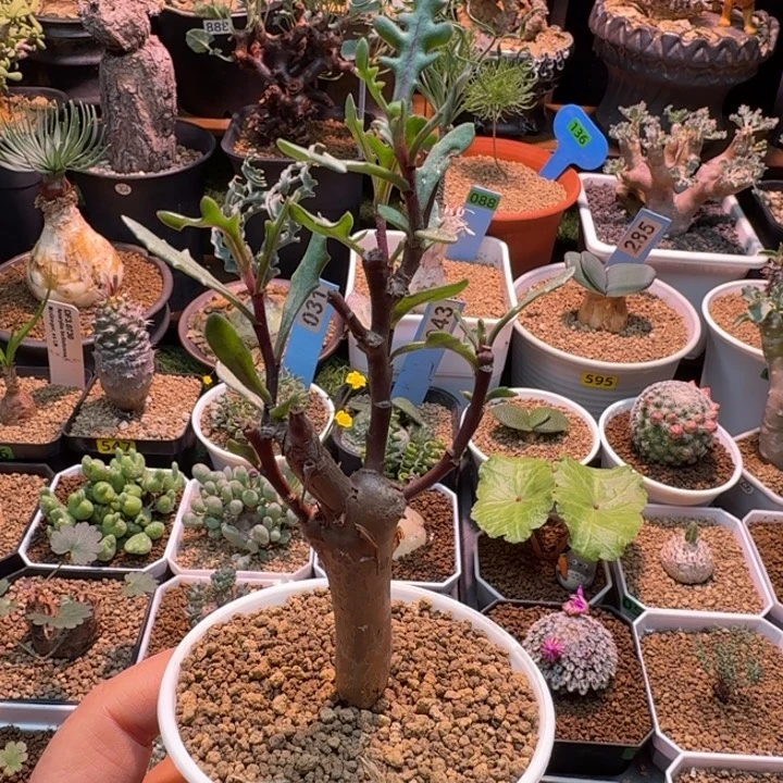 瓶干厚墩菊629 仙人球