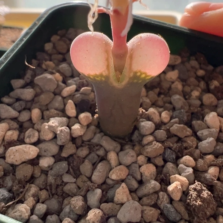 w/945 青蛙3年 pv1089鲑鱼粉 88折后价