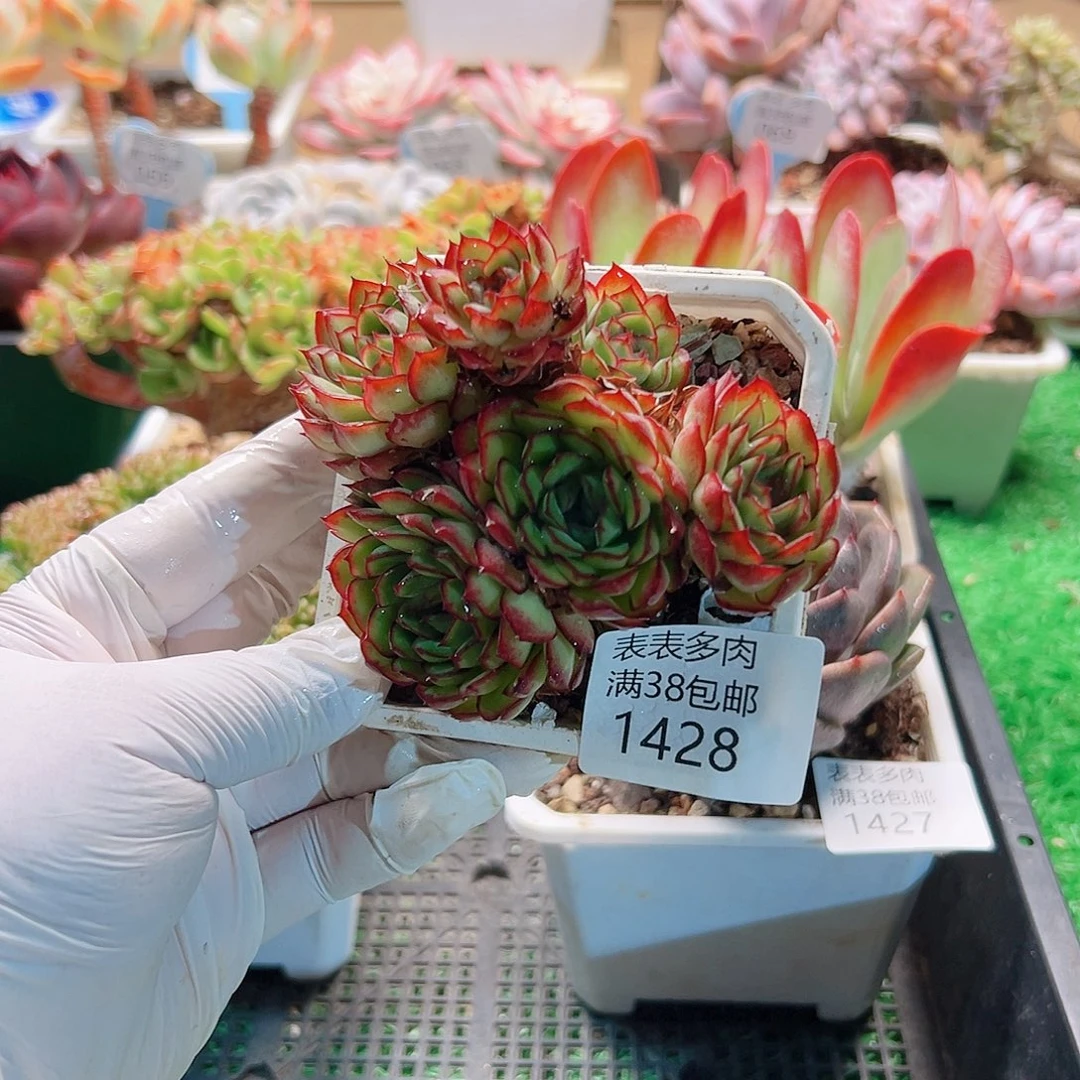 多肉一物＿拍植物1428