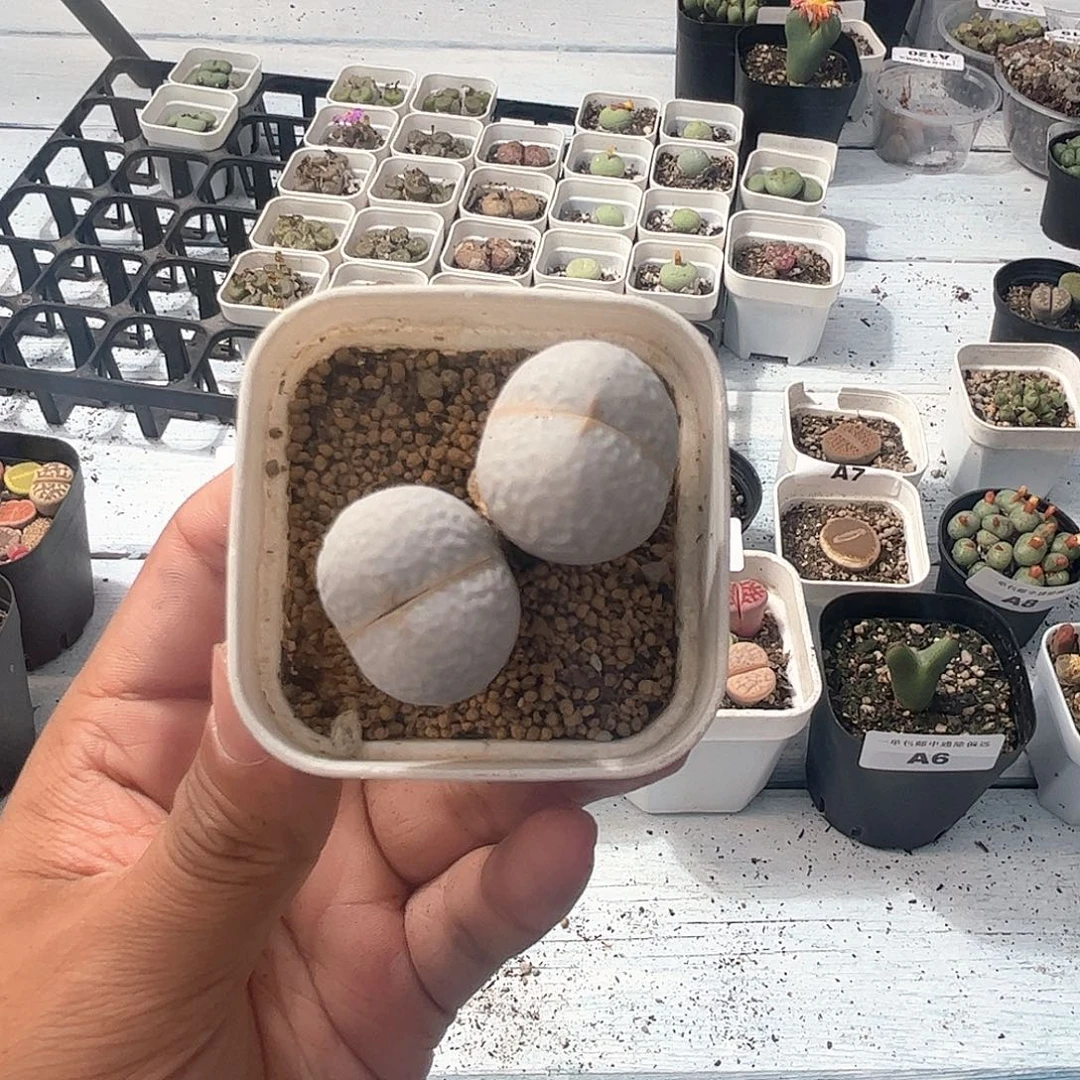 1024–番杏福利a11双头