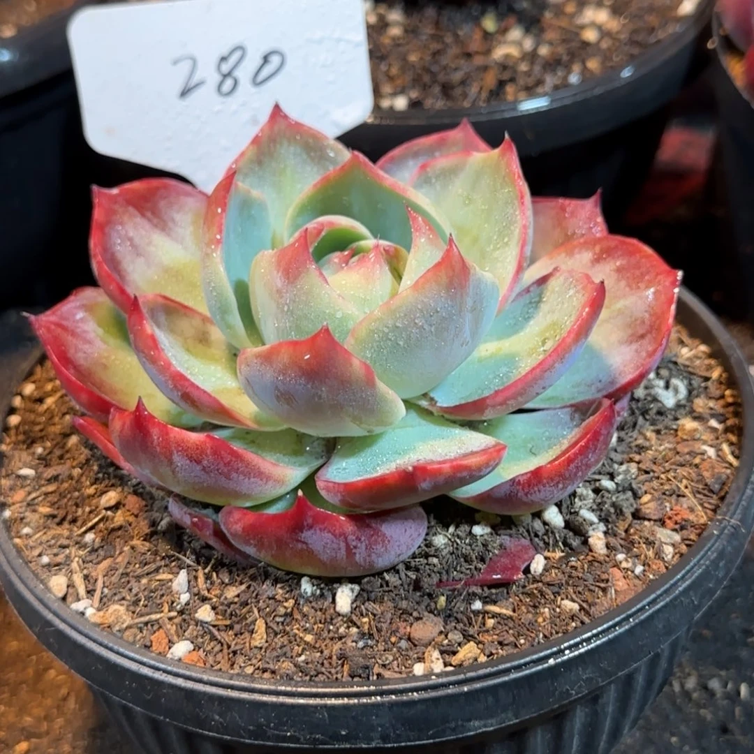 圆脸惊鸿一物一拍包装收缩花旱280