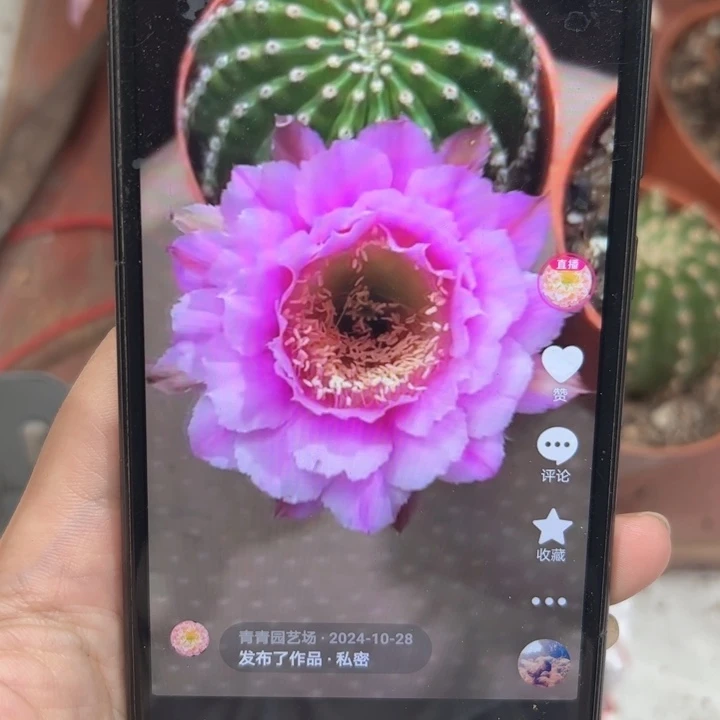 彩草紫羽6公分左右