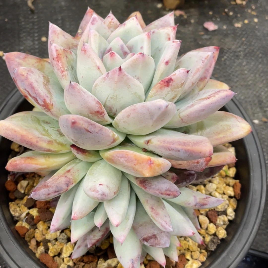 弥鹿之森一物一拍