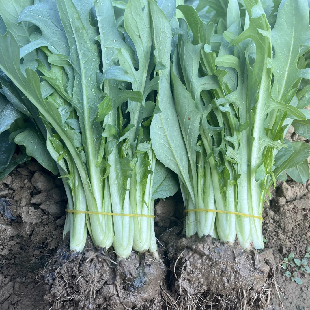 广西博白正宗甜麦菜苗新鲜带泥现拔软脆清甜易栽种四季盆栽天气