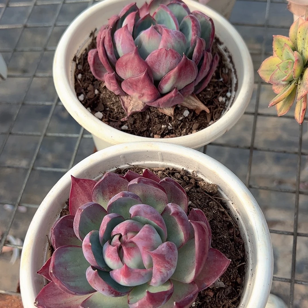 惊鸿仙子大单头精品特价