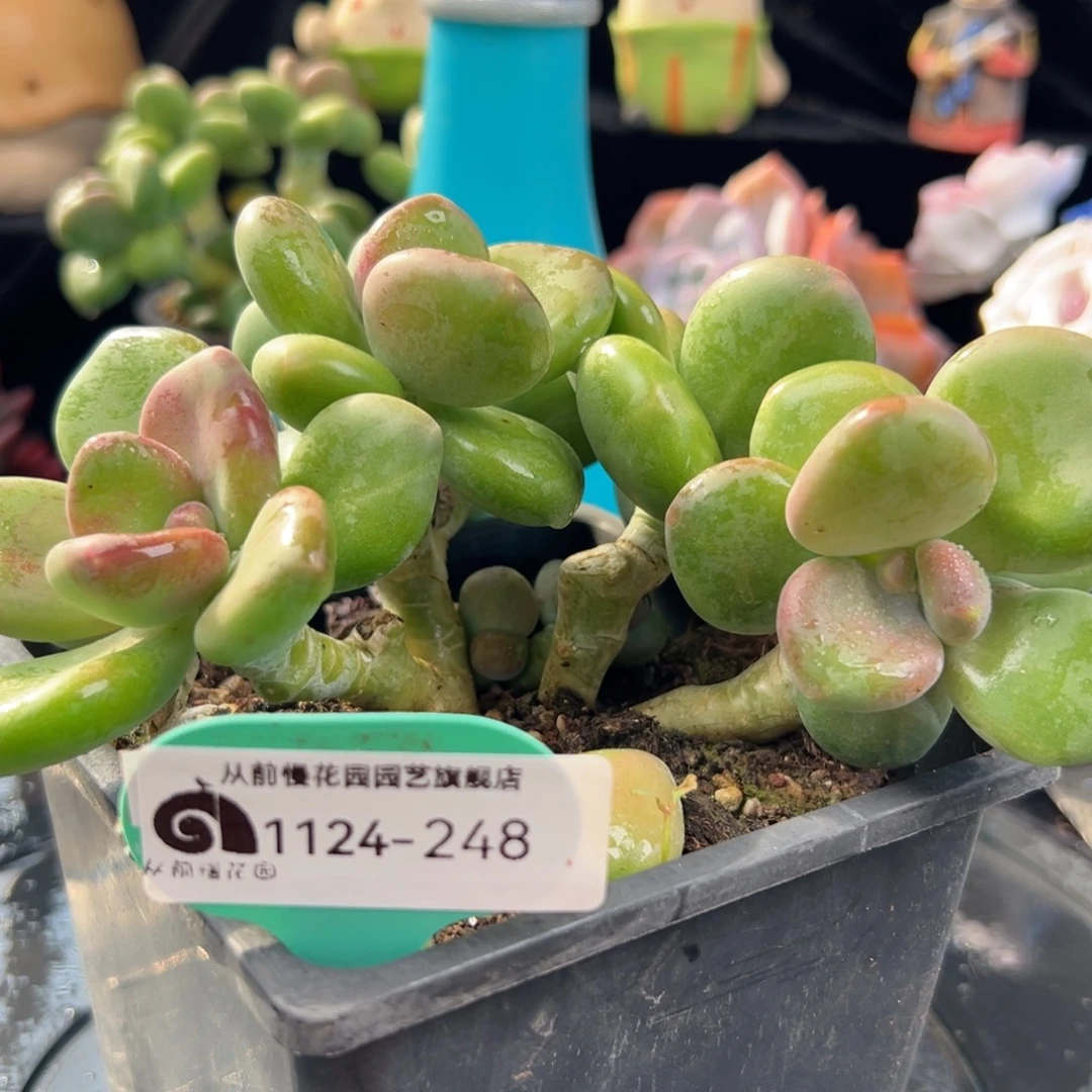 从前慢花园多肉编号1124-248