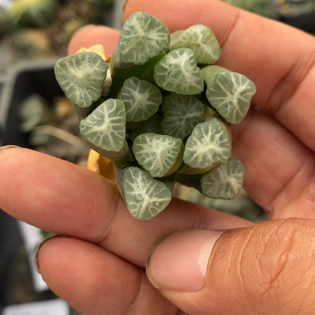 1504 一颗优选实生牛叉万象 懂的拍 超级福利