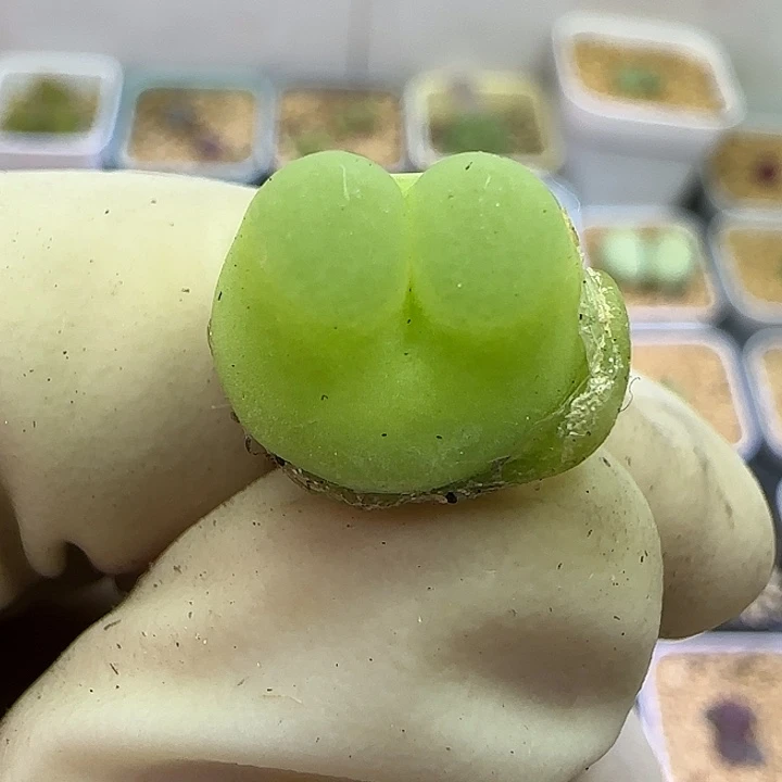 364日系大红拉登1.4