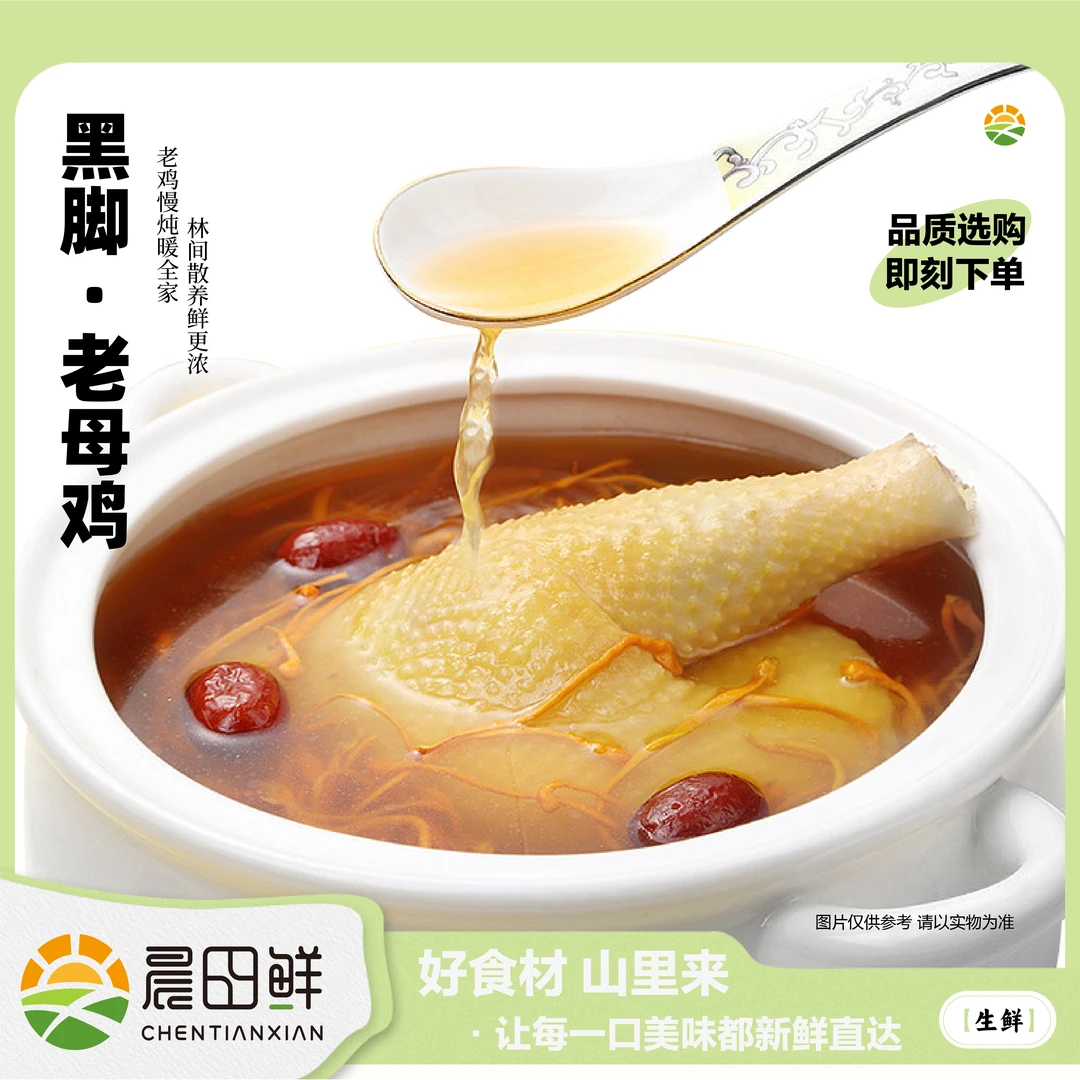 安徽皖南粮食喂养正宗黑脚黄油老母鸡