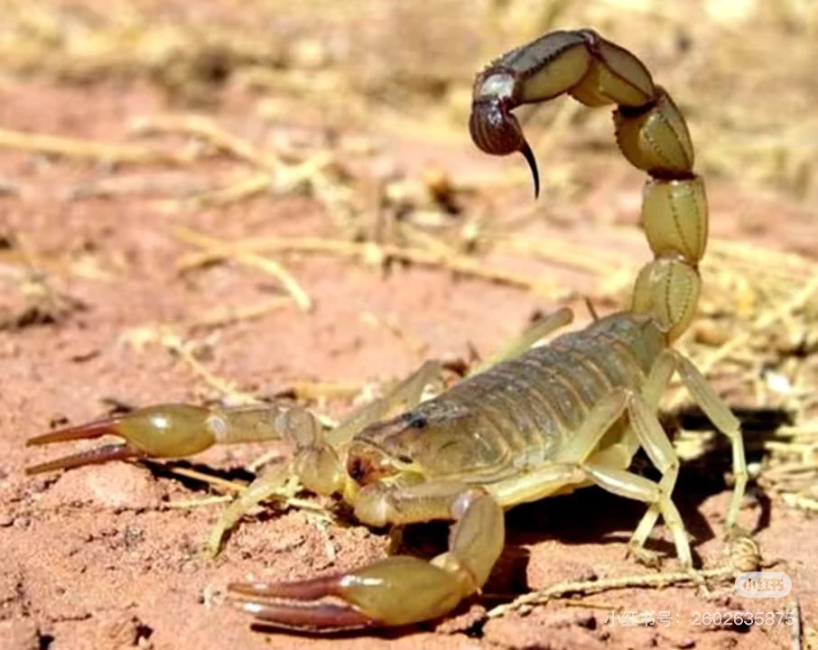 沂蒙山十足全蝎，小号蝎子