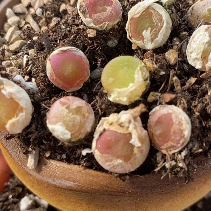 2463哈默灯泡一颗