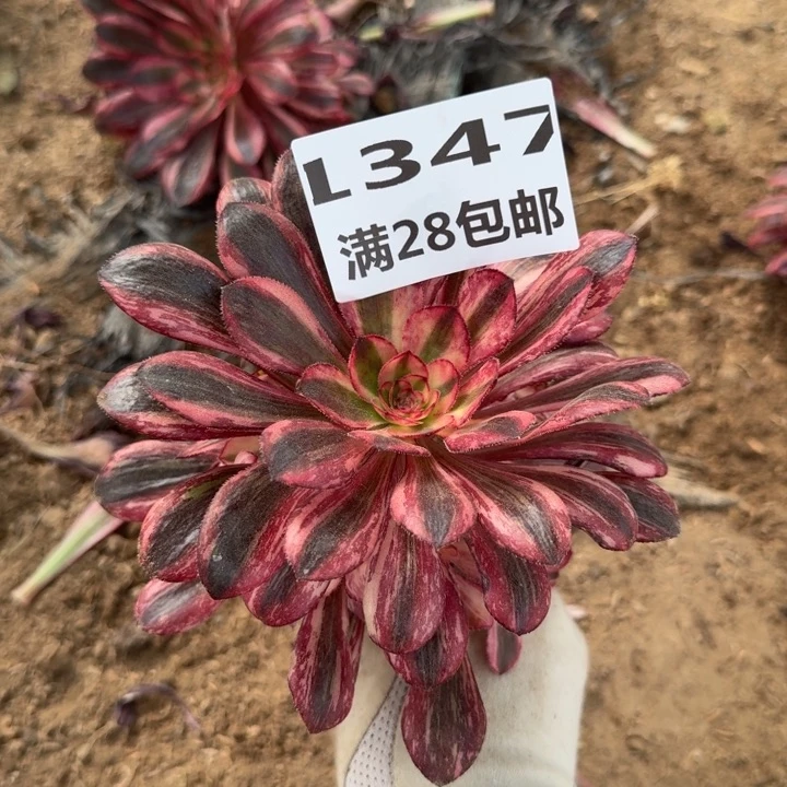 无**求1347三号棚红钻多肉K