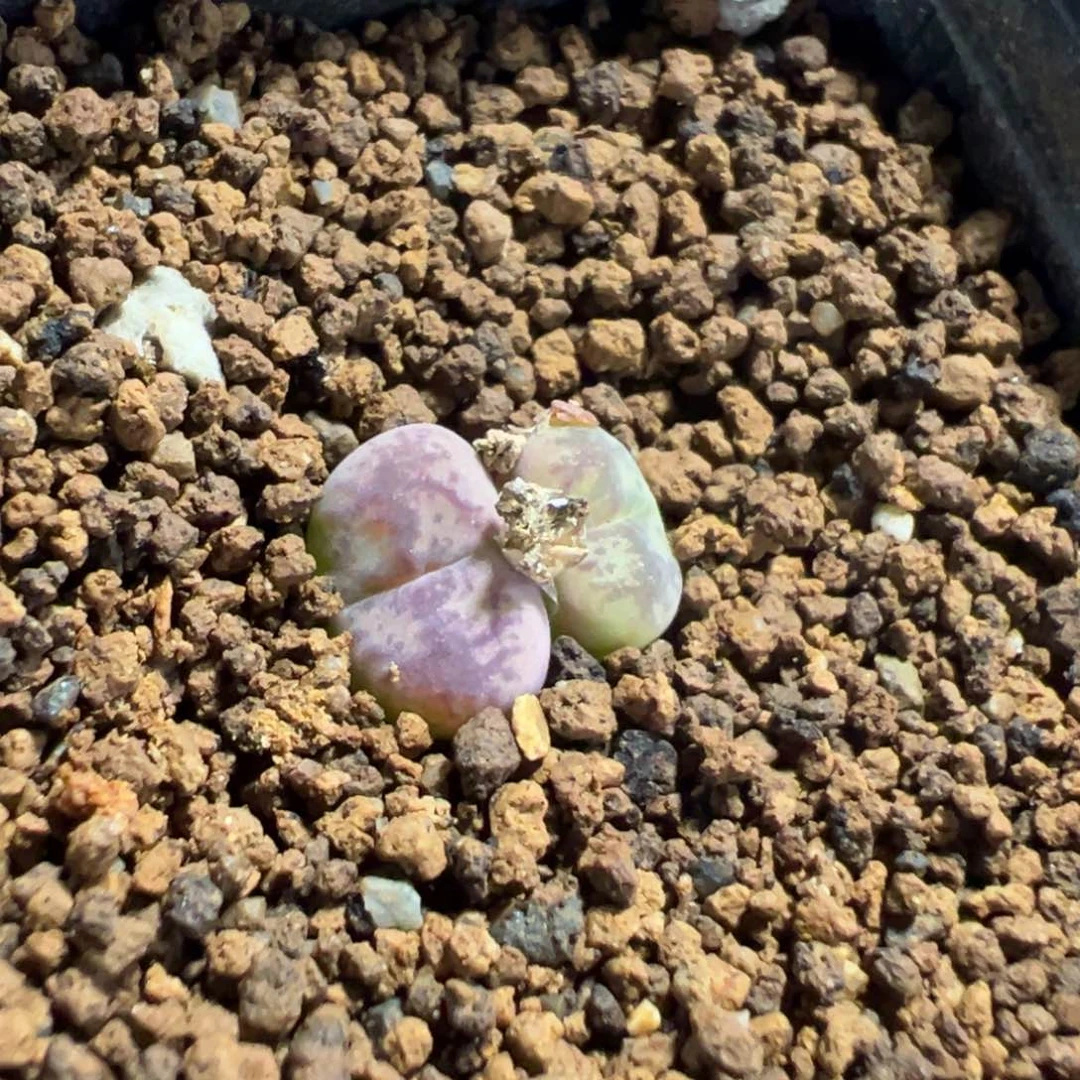 8-139吕毛杂多肉植物