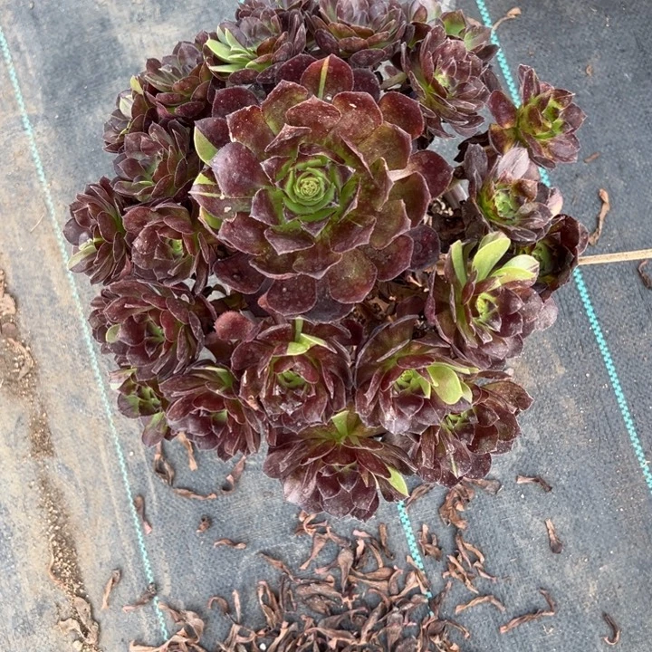 黑骑士多肉植物过来