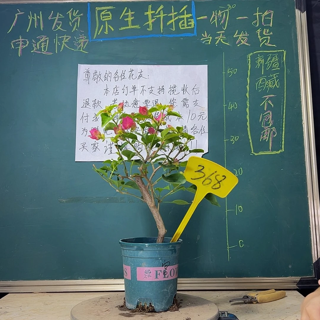当前无花栽培后可以开花  绿叶宫粉  368