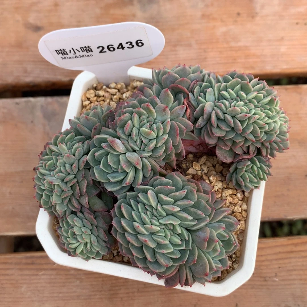 N****恬多肉植物糖心珍妮