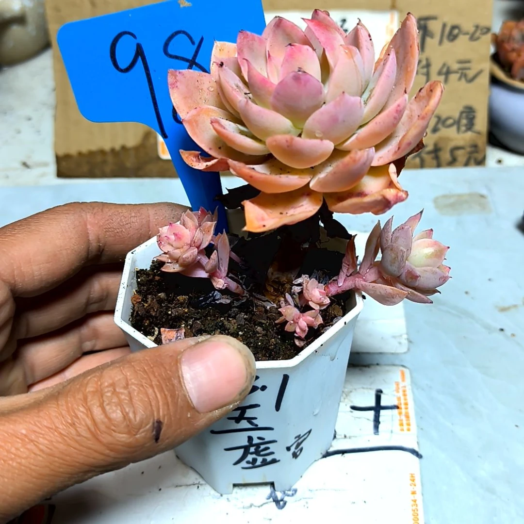 满6元包邮，玉虚宫老庄98号